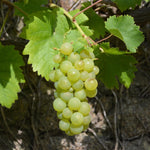 Grape Vine Vitis Vroege Van Der Laan 3-4ft Tall Supplied In A 3 Litre Pot
