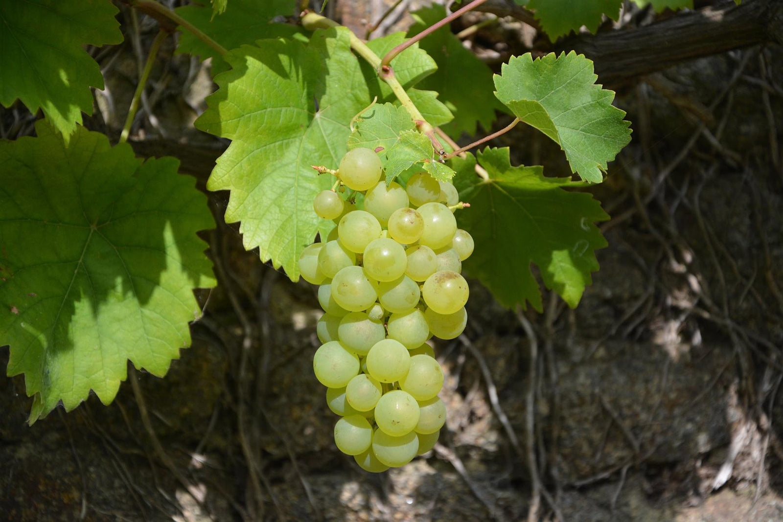 Grape Vine Vitis Vroege Van Der Laan 3-4ft Tall Supplied In A 3 Litre Pot