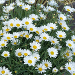Argyranthemum 'everest' Marguerite Daisy Plant 40-60 Cm | 6 x Plug Plants