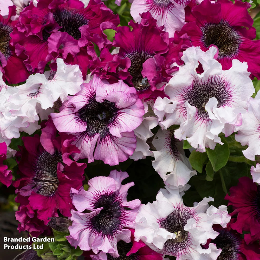 Petunia Superbissima Triumph Mix - Largest Petunia Blooms Garden Ready Plants | 12 x Garden Ready Plants