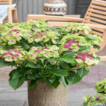 Hydrangea Macrophylla Magical Edgy Green Pink - 14cm pots | Set-of-1 | Green & Pink