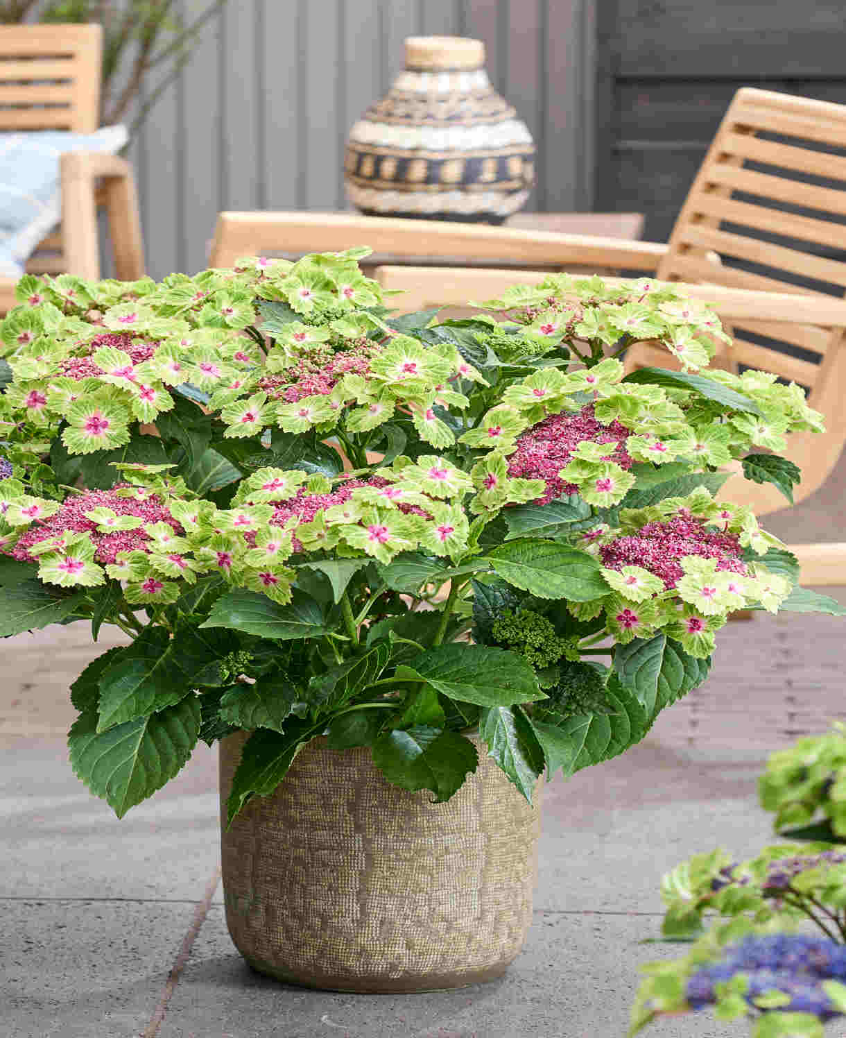 Hydrangea Macrophylla Magical Edgy Green Pink - 14cm pots | Set-of-1 | Green & Pink