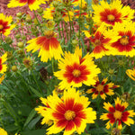 Coreopsis Grandiflora Solar Jewel - 3 X 9cm Pots