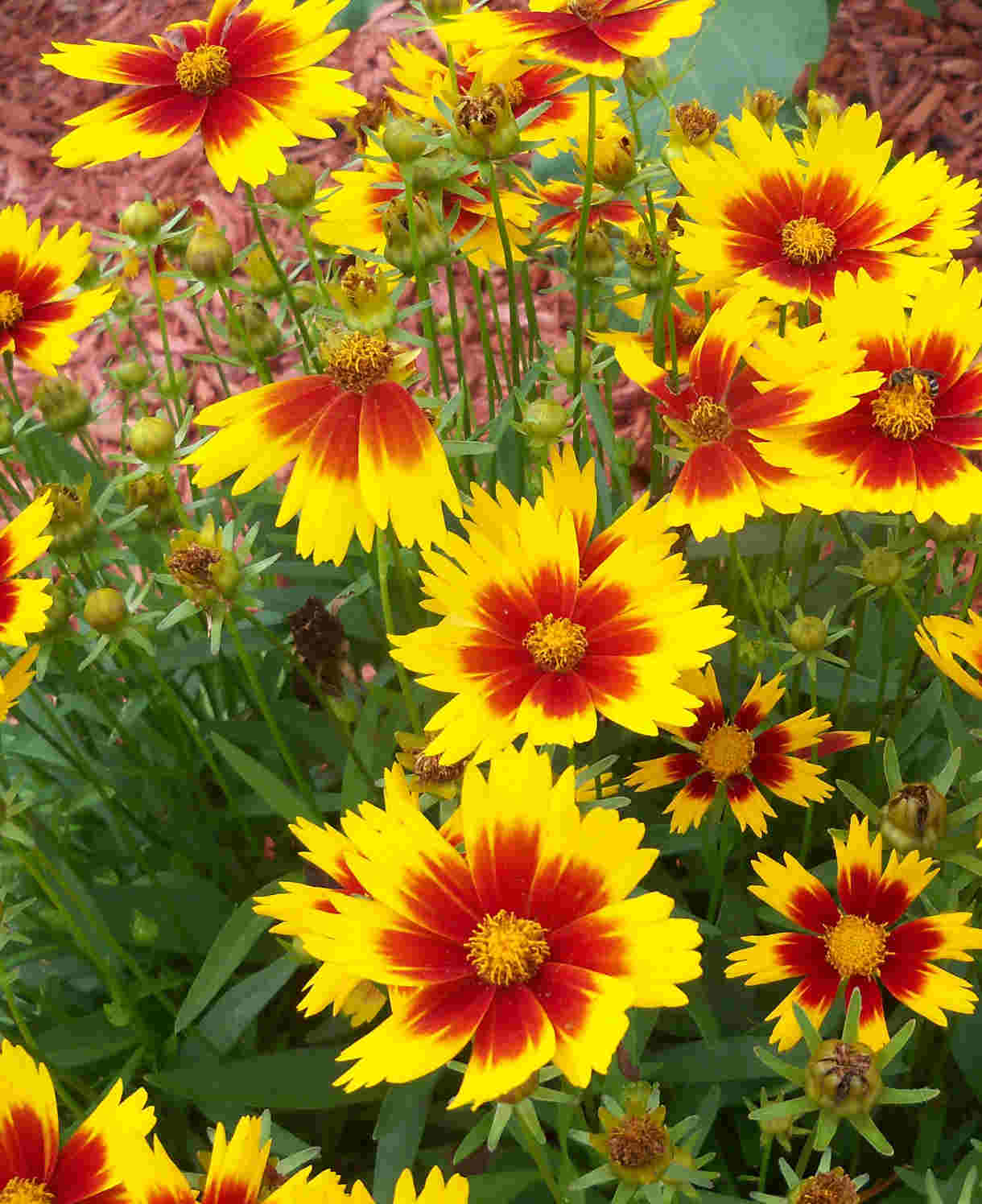Coreopsis Grandiflora Solar Jewel - 3 X 9cm Pots