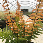 Dryopteris 'jurassic Gold' Fern | Set of 1 | Yellow