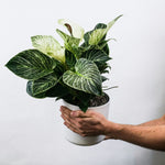 Zebra Plant - 4 Pcs. - Aphelandra Squarrosa 'botanica' - Height 25-45cm - ⌀13cm | Set of 4 | Green
