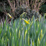 Daffodil 'february Gold' | 10 x Bulbs | Yellow