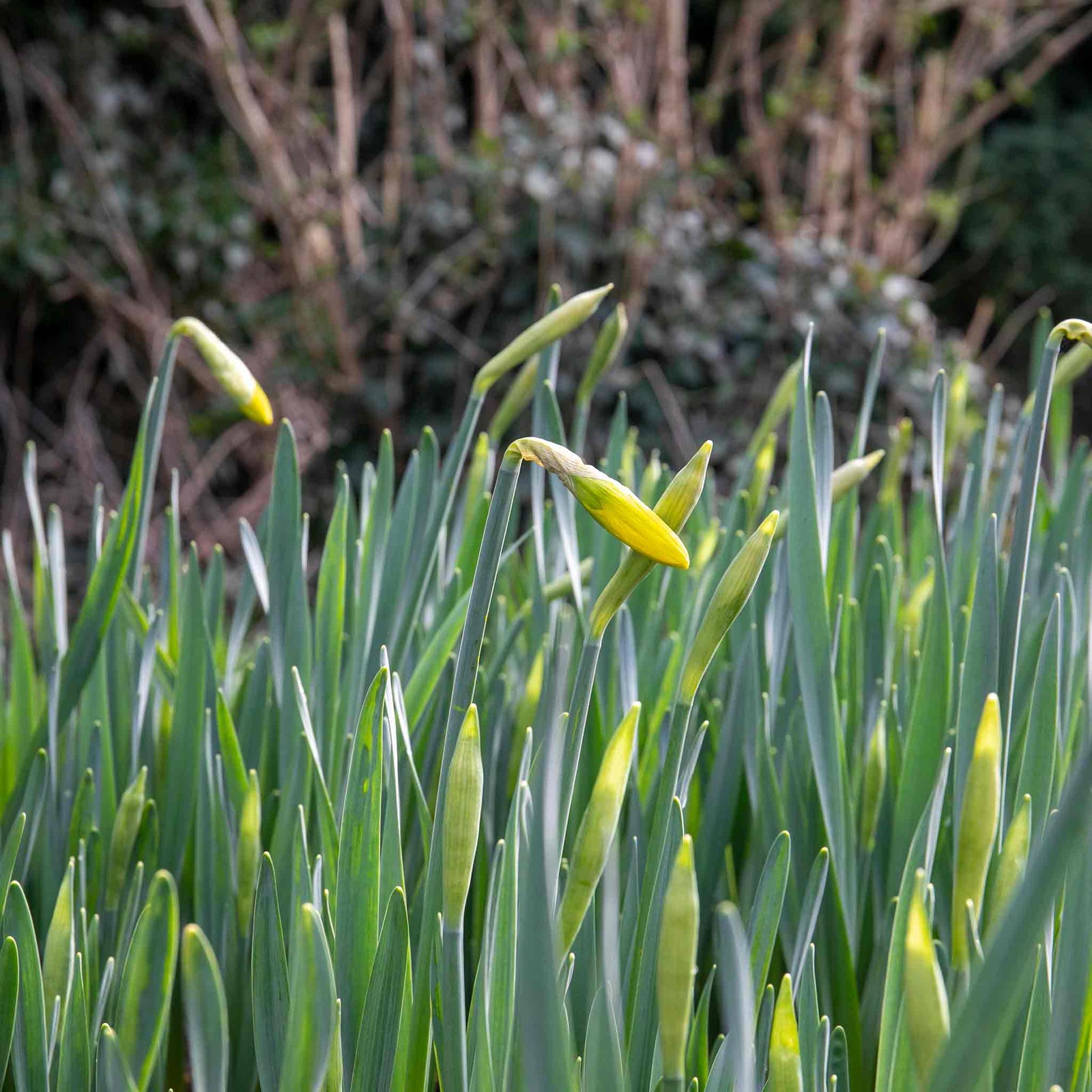 Daffodil 'february Gold' | 10 x Bulbs | Yellow
