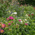 Sweet William 'early Summer Scented' Seeds | 400 Seeds