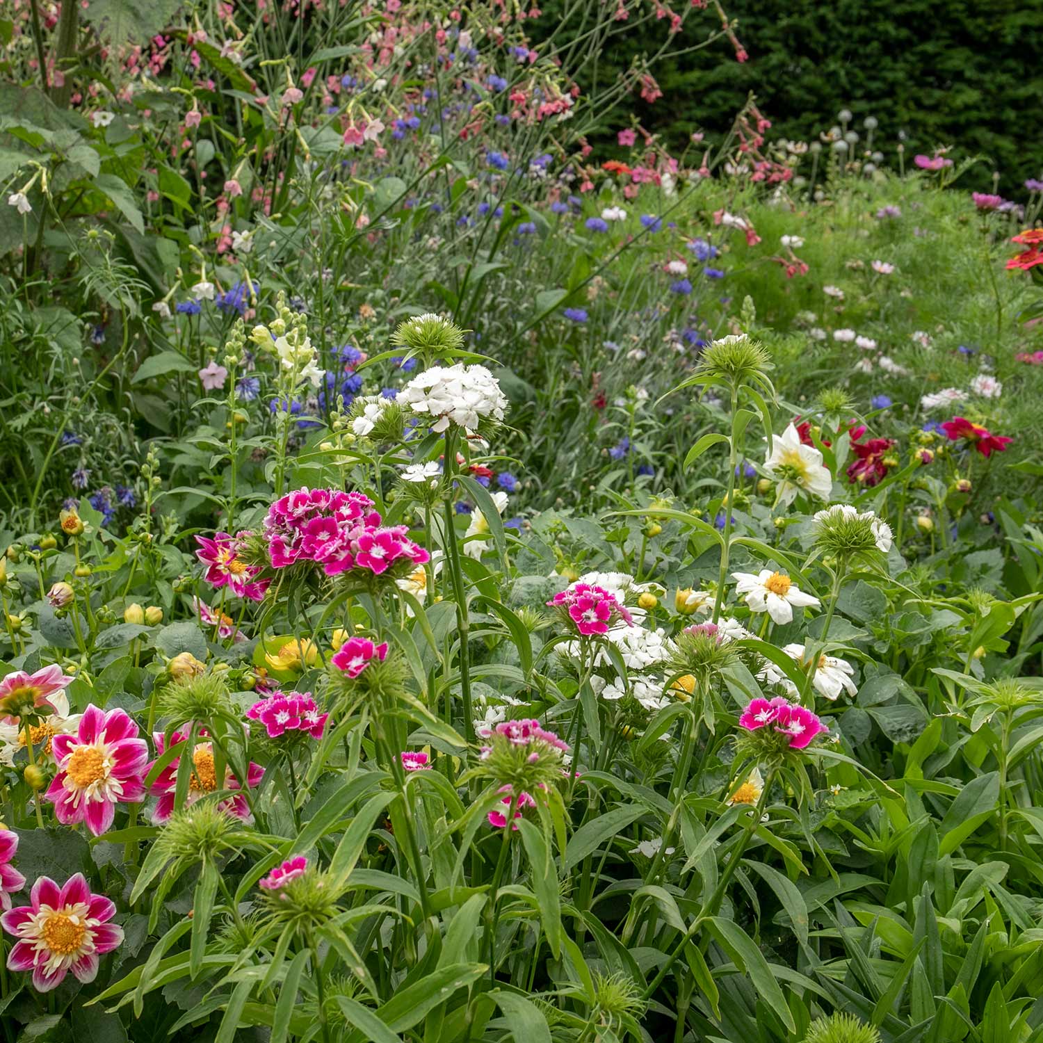 Sweet William 'early Summer Scented' Seeds | 400 Seeds
