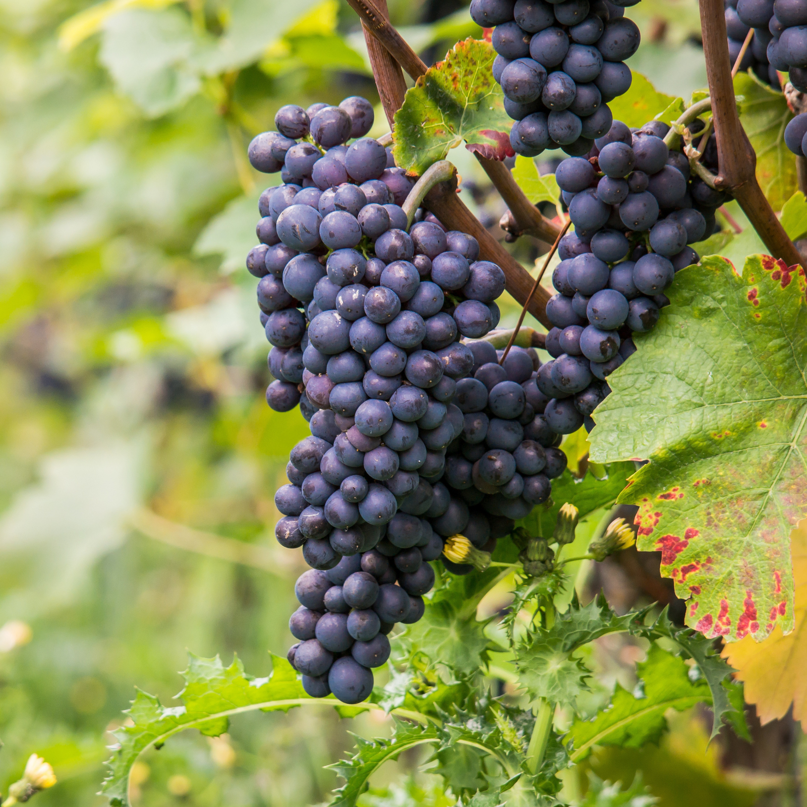 Common Grape Vine - Vitis Vinifera ‘nero’ - Height 60-75cm - ⌀21cm