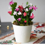Gift Christmas Cactus Multicolour In Cream Zinc Pot | Set of 2