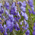 Aconitum Pershore Abbey - 9cm pot | 1 x 9cm | Purple