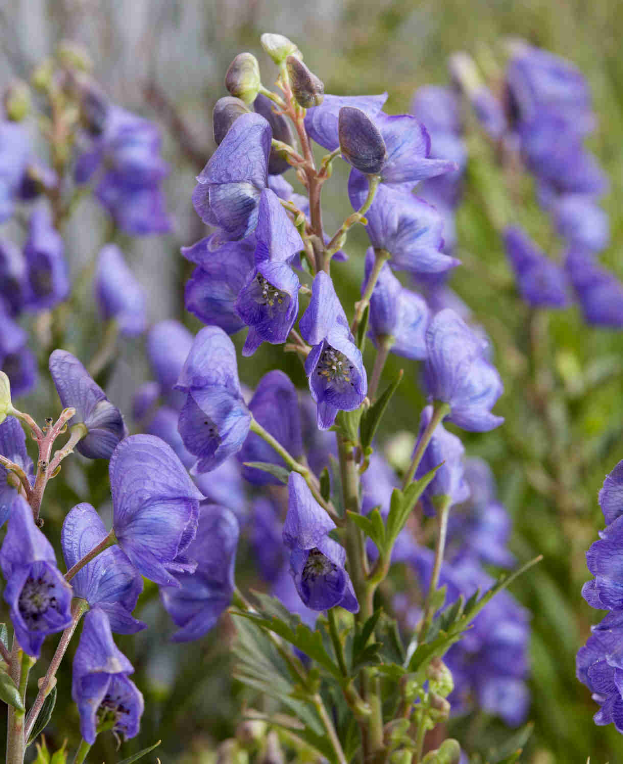 Aconitum Pershore Abbey - 9cm pot | 1 x 9cm | Purple