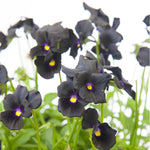 Viola Cornuta Molly Sanderson - Dark Alluring Blooms - 3 X 1l Pots