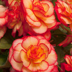 Hayloft Begonia Majestic Sunburst - 12 Young Plants