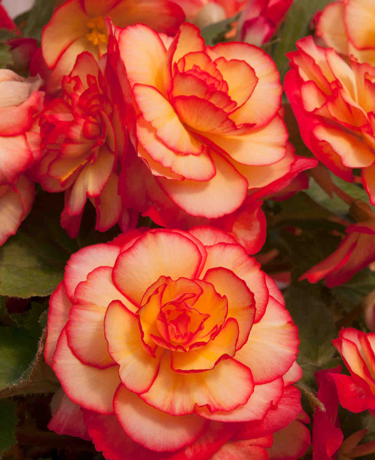 Hayloft Begonia Majestic Sunburst - 12 Young Plants