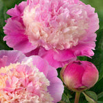 Paeonia Lactiflora Shes My Star - Large Fragrant Double Coral Pink Flowers, 1 Bare Root