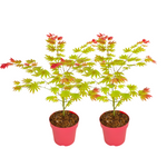 Japanese Maple - Acer Palmatum 'Moonrise' - Height 40-50cm - ⌀19cm | Set of 2 | Green
