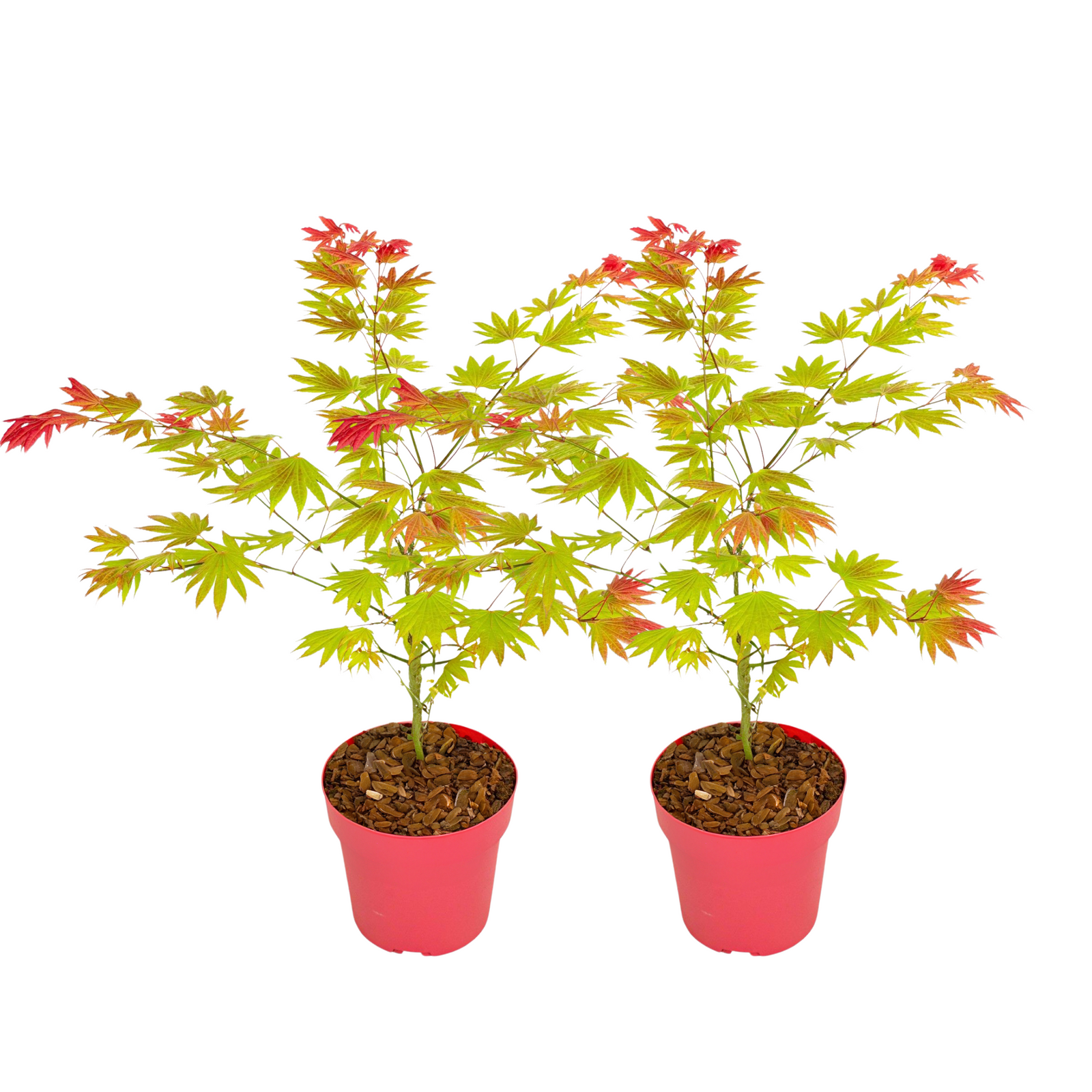 Japanese Maple - Acer Palmatum 'Moonrise' - Height 40-50cm - ⌀19cm | Set of 2 | Green