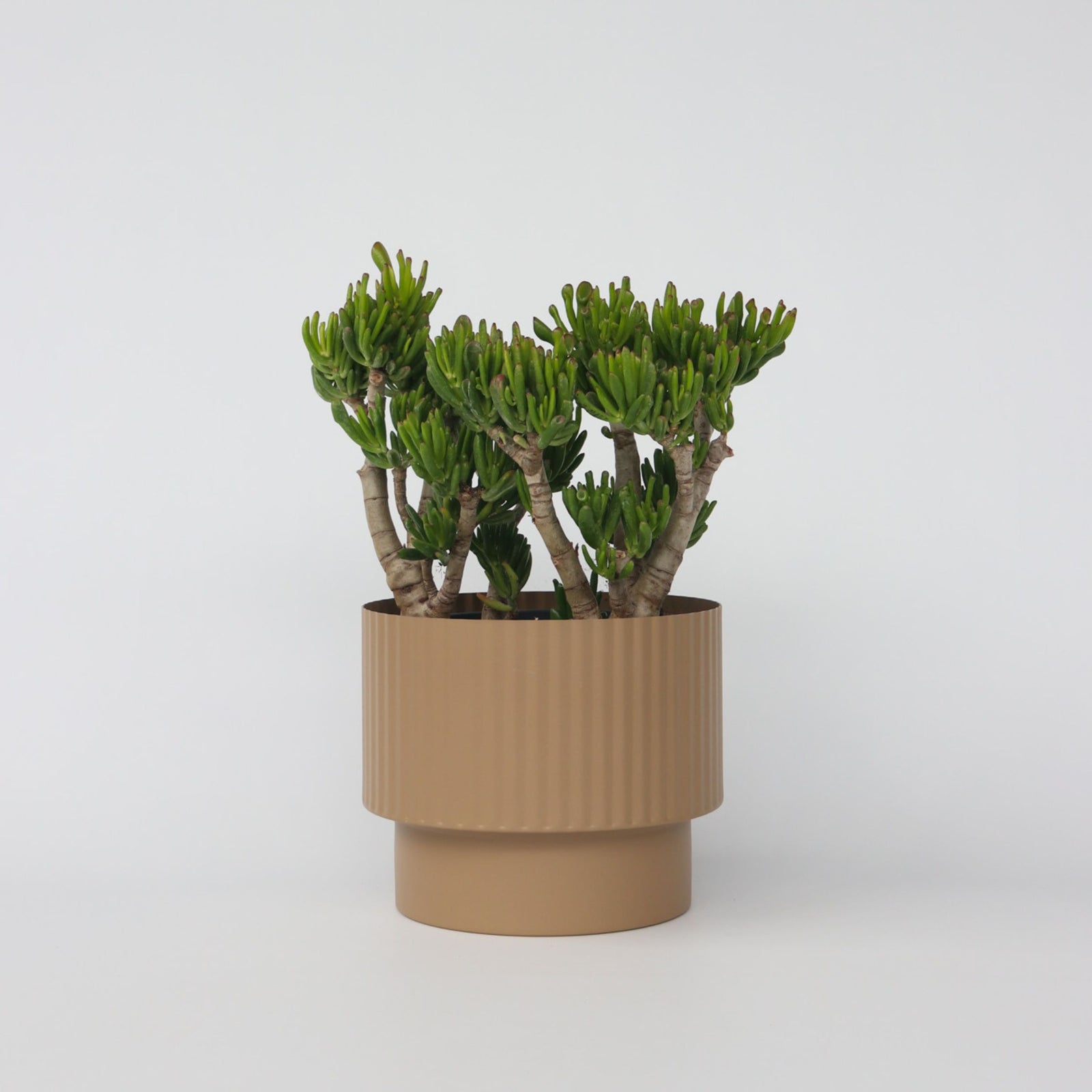 Jade Plant - Crassula Ovata 'hobbit' - Height 55-60cm - ⌀30cm | Set-of-1 | Green