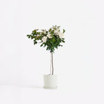 Palace Rose - Height 80-100cm - ⌀19cm | Set of 1 | White