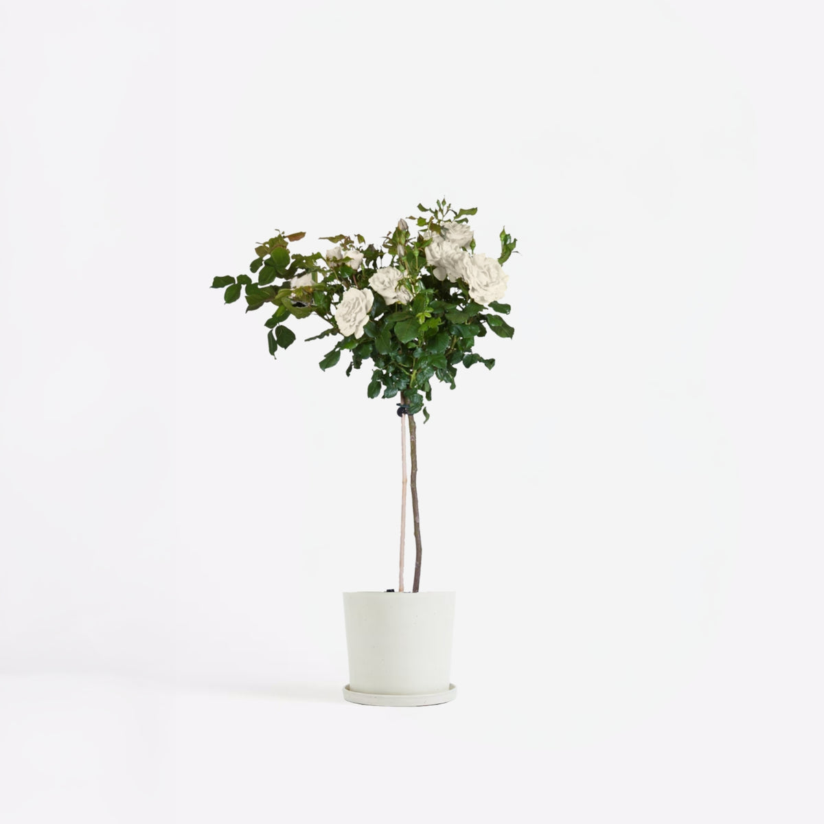 Palace Rose - Height 80-100cm - ⌀19cm | Set of 1 | White