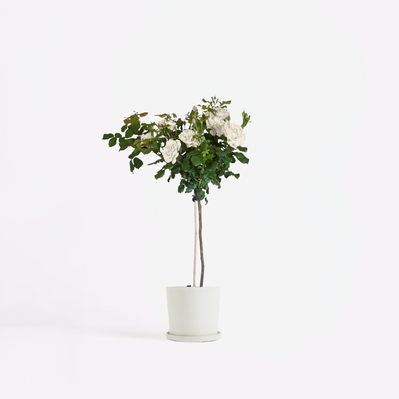 Palace Rose - Height 80-100cm - ⌀19cm | Set-of-1 | White