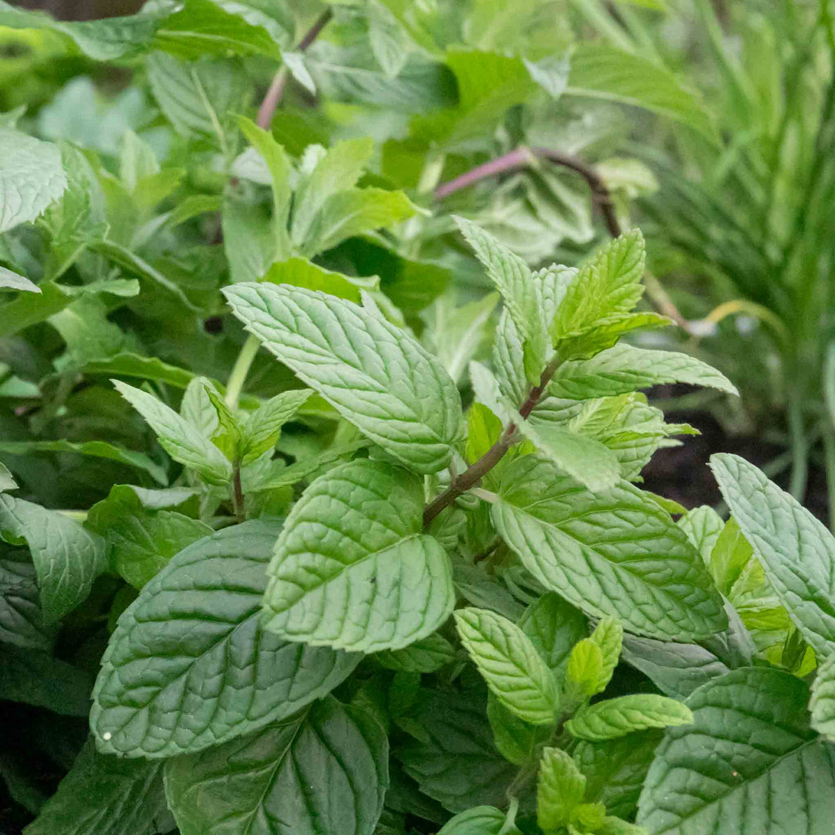 Mint 'garden' Hardy Perennial Herb | Set of 3 | Green