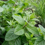 Mint 'garden' Hardy Perennial Herb | Set of 1 | Green