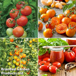 Nurseryman's Choice Tomato Potted Plant | 3 x 9cm