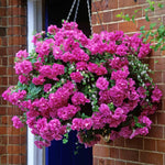 Petunia 'tumbelina Candyfloss' Double-flowering Trailing Petunia | 12 x Plug Plants | Pastel Pink