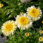 Leucanthemum 'real Charmer' Frilly White Daisies 100 Cm Perennial | 1 x 9cm