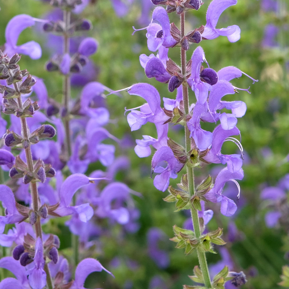 Hayloft Salvia Collection - 6 Different Salvias Chosen From The Best In Our Nursery - 9cm pots.