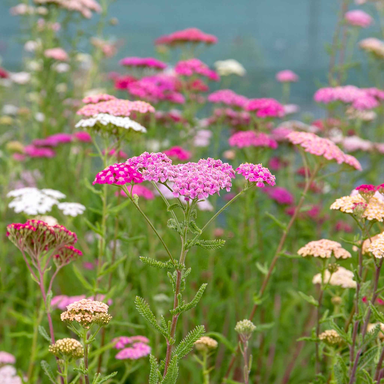 Achillea 'summer Berries Mixed' - Summer Perennial | 1 x 2L | Multi