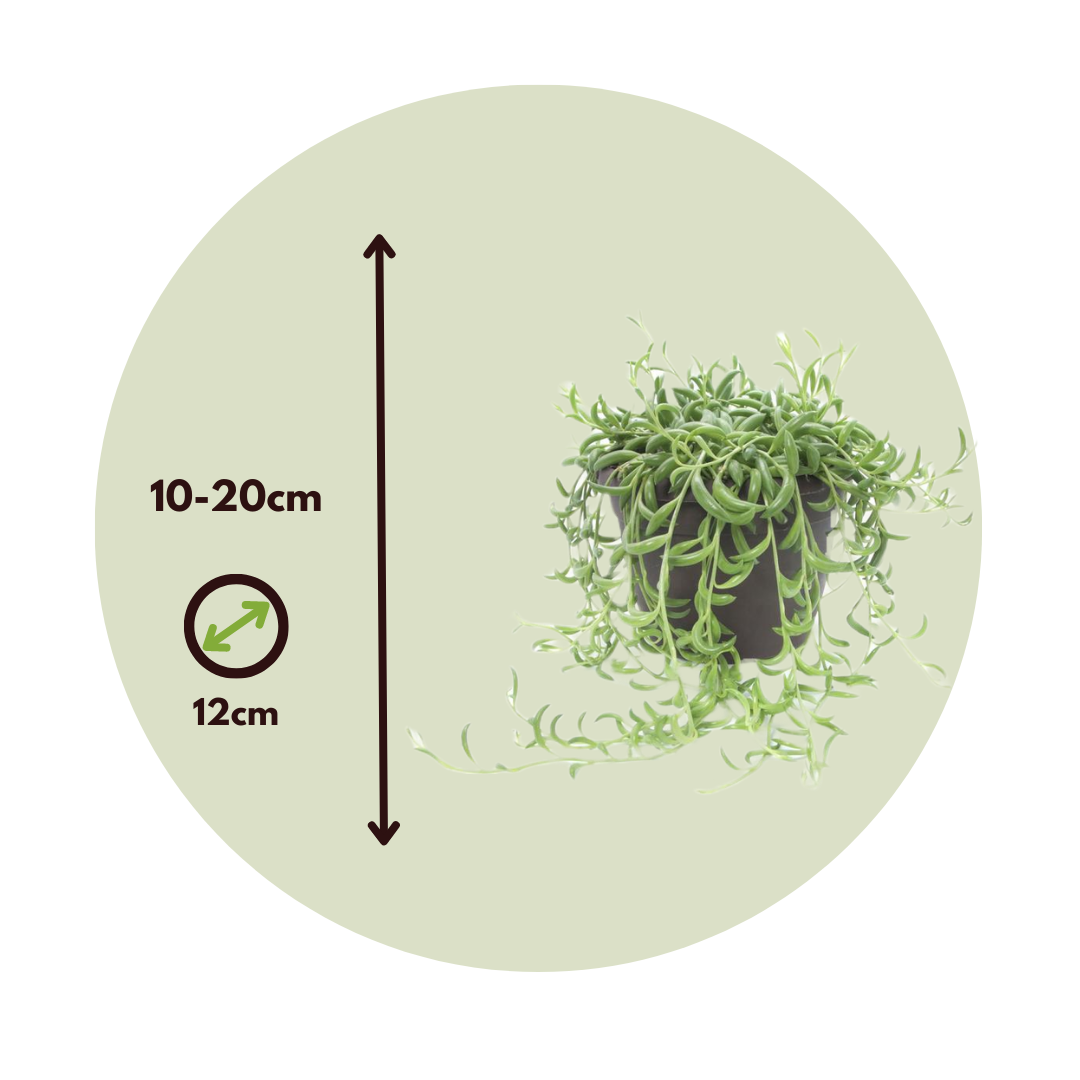String Of Bananas - 2 Pcs. - Senecio Radicans - Height 10-20cm - ⌀12cm | Set of 2 | Green