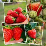 Strawberry 'sweetest Tasting' Collection (marshmello, Sweetheart, Symphony) | Set of 15 | Red
