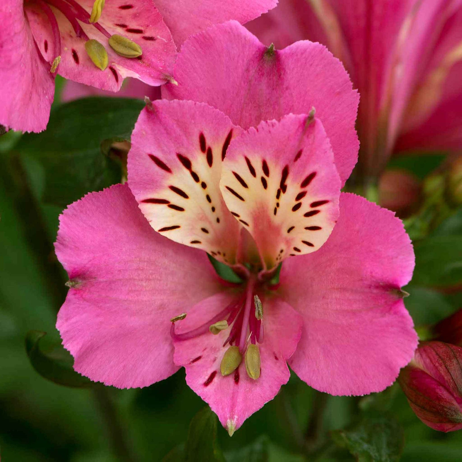 Alstroemeria Collection - 3 Hot-coloured Varieties | 6 x Garden Ready Plugs | Multi