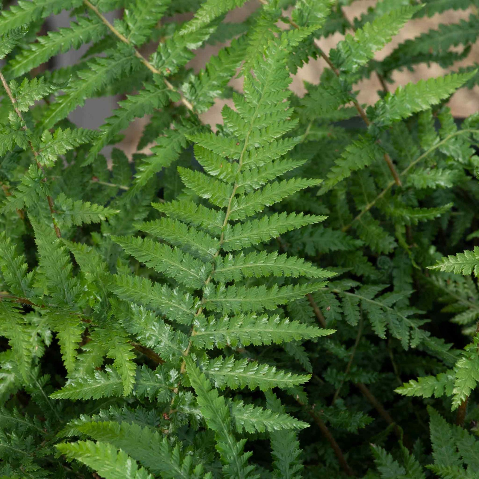 Dicksonia Antarctica Tree Fern | 3 x 9cm