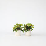 Bloodleaf Plant - 2 Pcs. - Iresine Herbstii - Height 20-30cm - ⌀13cm | Set of 2 | Yellow