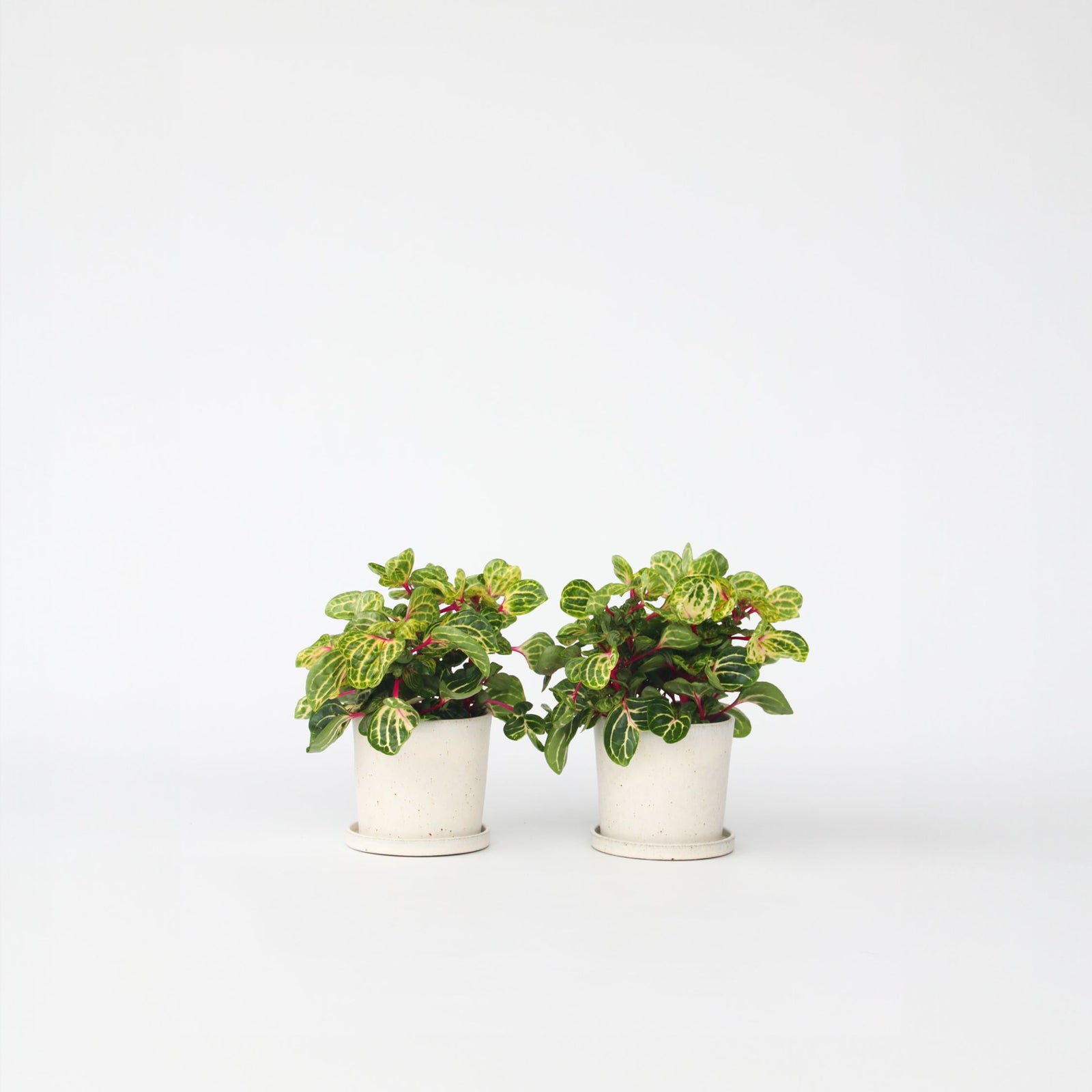 Bloodleaf Plant - 2 Pcs. - Iresine Herbstii - Height 20-30cm - ⌀13cm | Set of 2 | Yellow