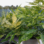 Aucuba Japonica 'golden Girl' Compact Shade-tolerant Evergreen Plant | 3 x 9cm | Lime Green