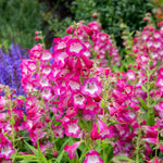 Penstemon Arabesque Orchid 2l Perennial Plant | Set of 1 | Multi