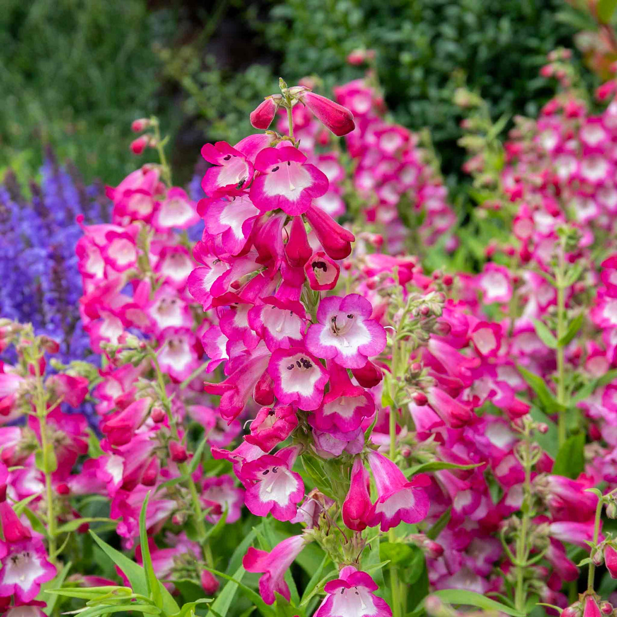 Penstemon Arabesque Orchid 2l Perennial Plant | Set of 1 | Multi