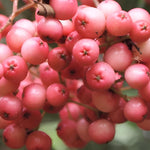 Sorbus Eastern Promise Mountain Ash Tree 6ft Tall Supplied In A 12 Litre Pot