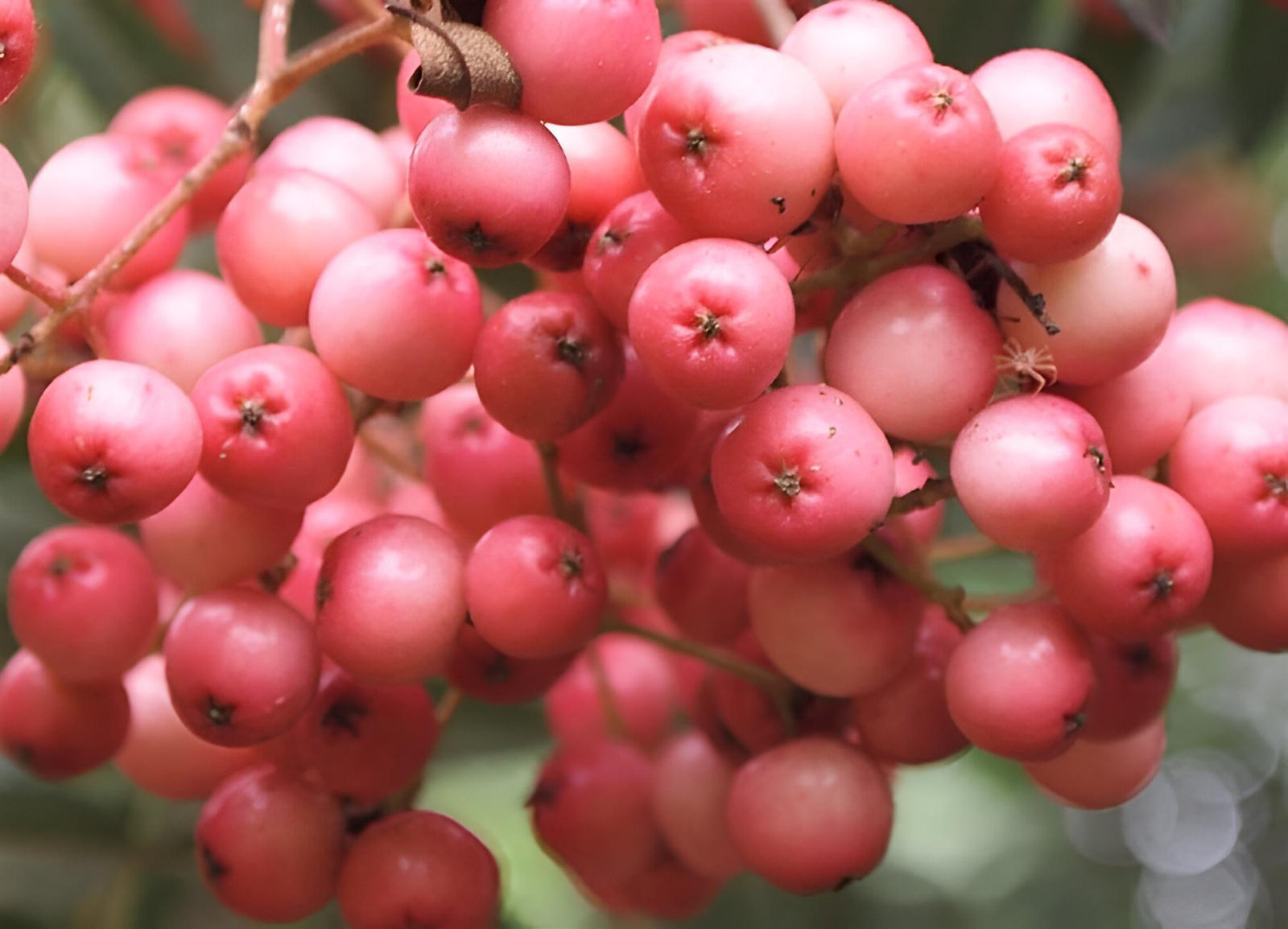 Sorbus Eastern Promise Mountain Ash Tree 6ft Tall Supplied In A 12 Litre Pot
