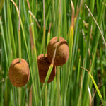 Typha Minima - Miniature Bulrush Pond Plant In A 9cm Pot