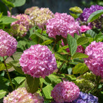 Direct Plants 4x Hydrangea Macrophylla Mophead, Large & Bushy Plants, Supplied In 3 Litre Pots