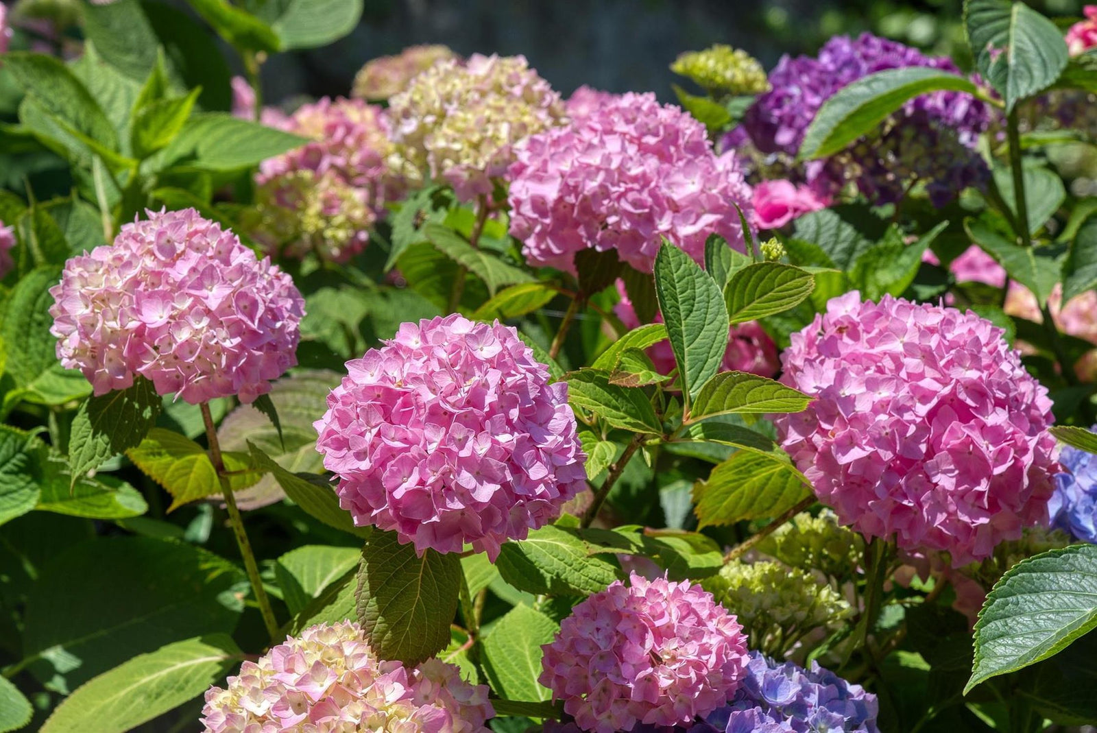 Direct Plants 4x Hydrangea Macrophylla Mophead, Large & Bushy Plants, Supplied In 3 Litre Pots