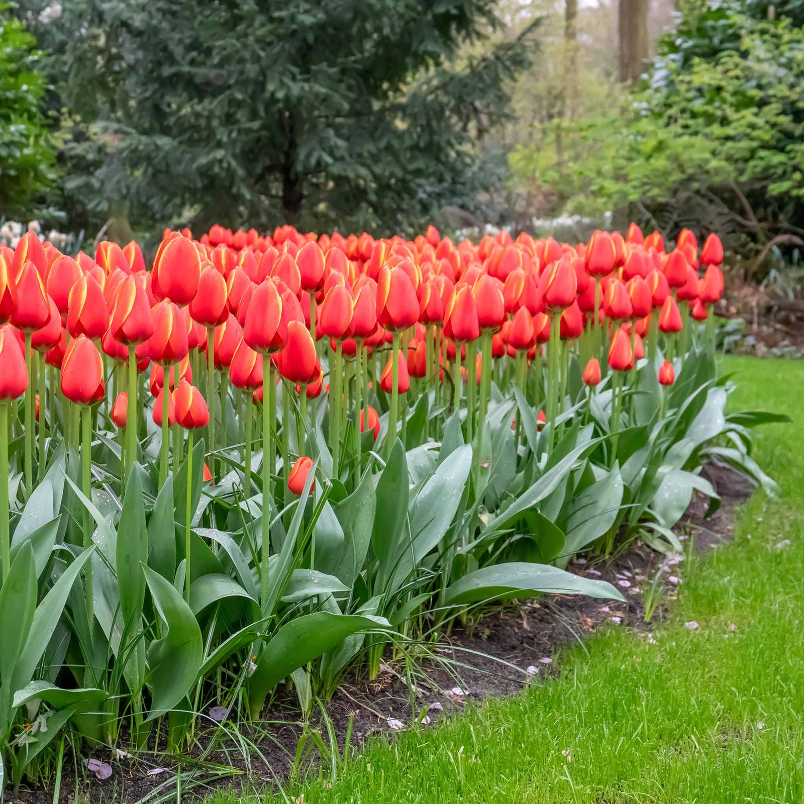 Tulip 'worlds Favourite' | 10 x Bulbs | Orange & Yellow